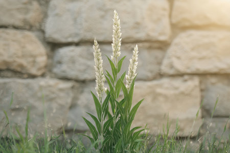 Tall white flower stalks growing in a rocky fieldの素材