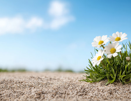 Daisy flowers blooming in the sandの素材