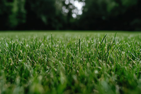 Lush green grass field in a serene natural settingの素材