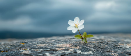 Delicate flower blooming against stormy skyの素材