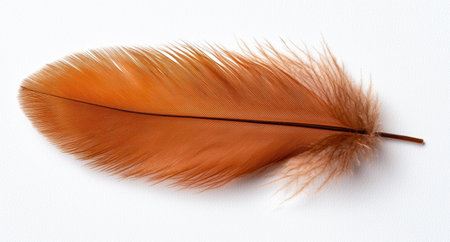 Close-up of a vibrant orange featherの素材