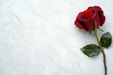 Beautiful red rose on marble backgroundの素材