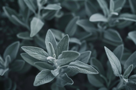 Closeup of lush green leaves in black and whiteの素材