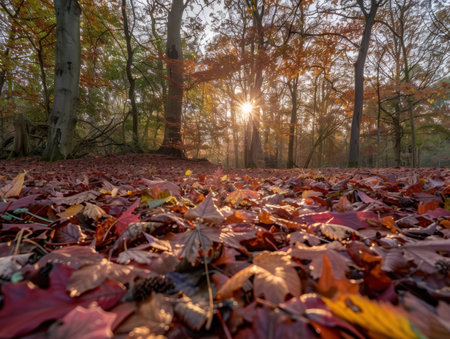 Autumn forest scene with sunlight shining through the treesの素材