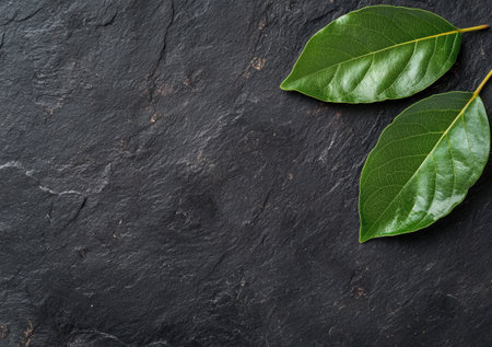 green leaves on dark slate backgroundの素材