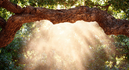 Sunlight shining through a natural arch in a treeの素材