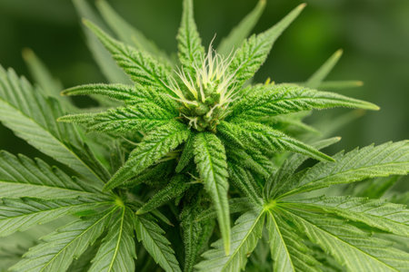 Close-up of a lush green cannabis plantの素材