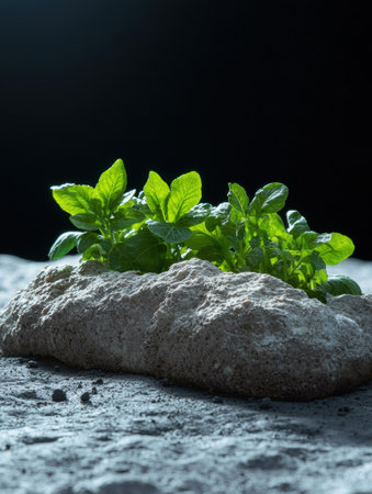 Fresh green herbs growing on rockの素材