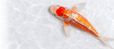 Vibrant koi fish swimming in clear waterの素材
