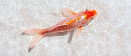 Vibrant orange koi fish swimming in clear waterの素材