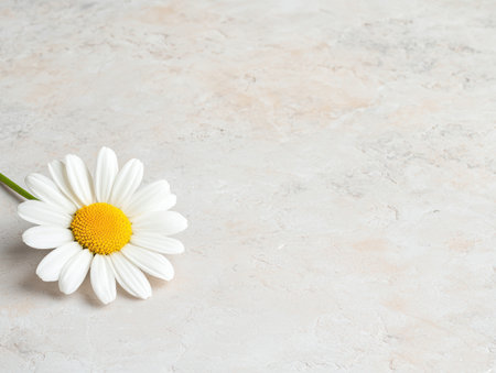 Delicate daisy flower on a light backgroundの素材