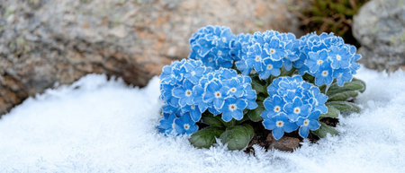 Frosty blue flowers in the snowの素材