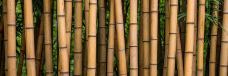 bamboo forest with lush greeneryの素材