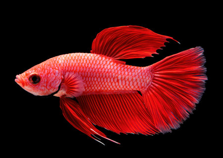 Vibrant red betta fish swimming in dark waterの素材