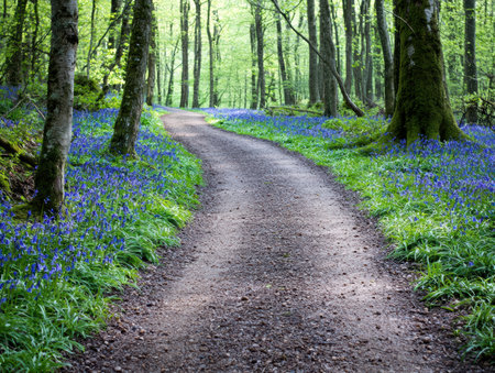 Enchanting forest path through a sea of bluebellsの素材