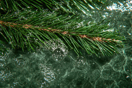 Sparkling pine tree branches with water dropletsの素材