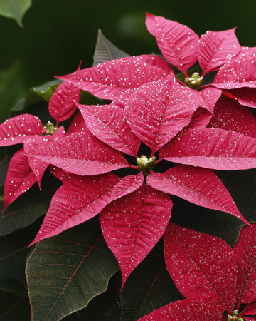 Sparkling red poinsettia flowersの素材