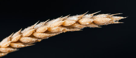 Closeup of a golden wheat stalk with water dropletsの素材