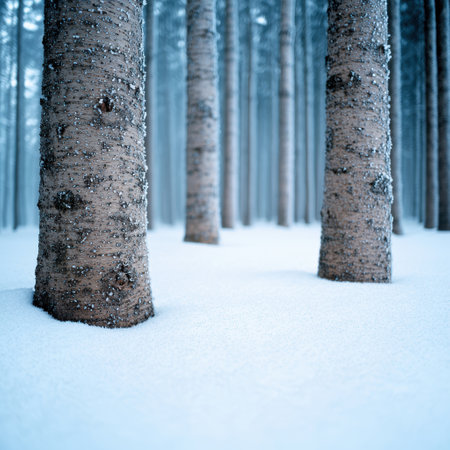 Snowy forest landscape with birch treesの素材