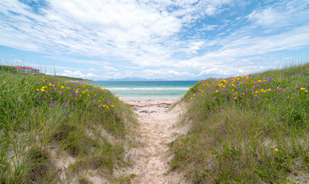 Scenic beach path through colorful wildflowersの素材