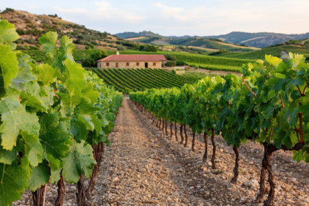 Picturesque vineyard landscape with rustic farmhouseの素材