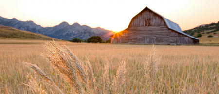 Scenic sunset over a rustic barn in a golden wheat fieldの素材