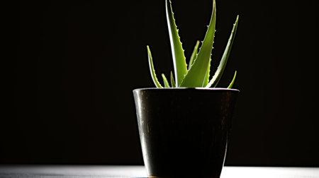 Potted aloe vera plant on dark backgroundの素材