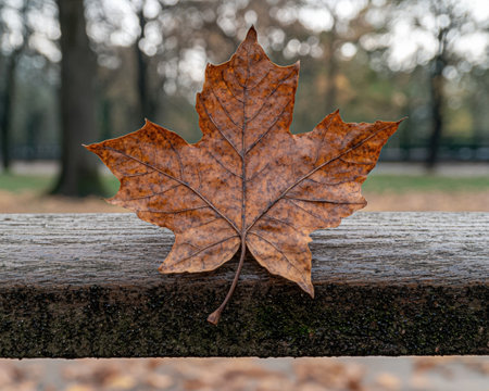 Single brown leaf on a wooden bench in autumn parkの素材