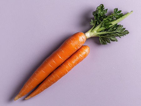 Two fresh organic carrots with green tops on a purple backgroundの素材