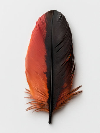 Close-up of a single vibrant red and black bird feather isolated on white backgroundの素材