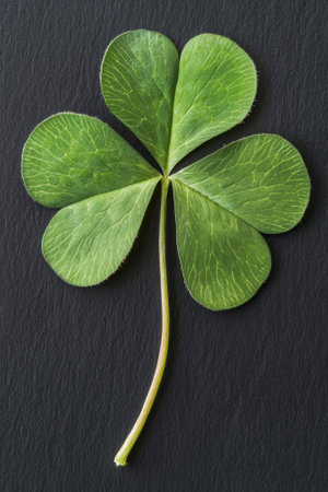 Close-up of a three-leaf clover on a dark backgroundの素材