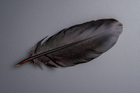 Single dark feather on gray backgroundの素材