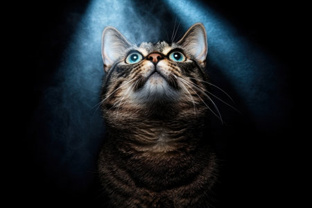 Close-up of a tabby cat looking up, mystical lightingの素材