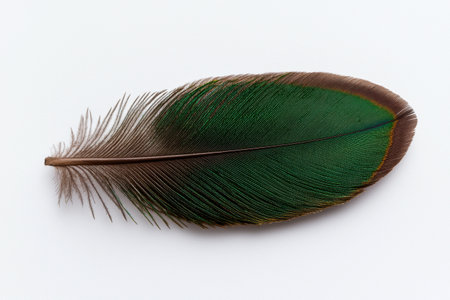 Close-up of a vibrant green and brown bird feather on a white backgroundの素材
