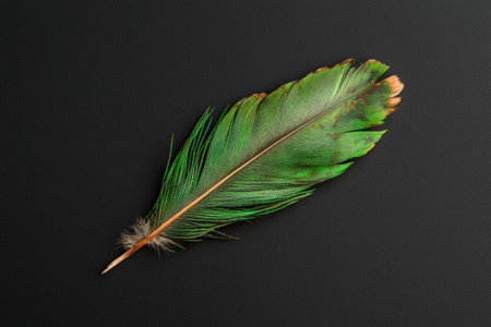 Green peacock feather on black backgroundの素材