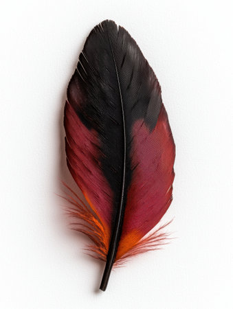 Close-up of a single red and black bird feather on a white backgroundの素材