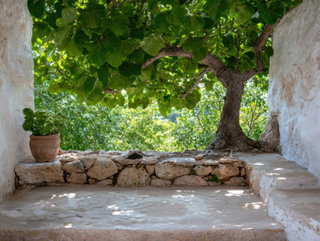 Stone bench under a fig tree in a sun-drenched courtyardの素材