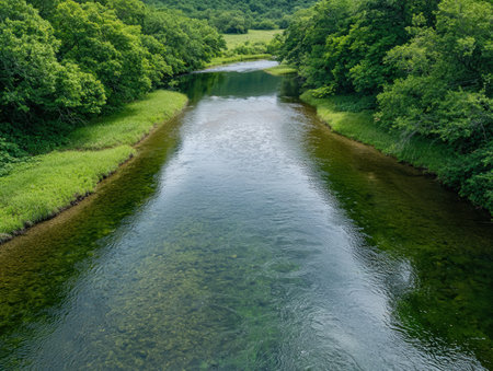 Clear river flowing through lush green forestの素材