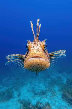 Close-up of a lionfish underwaterの素材
