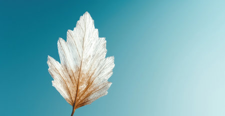 Single dried leaf against a blue sky backgroundの素材