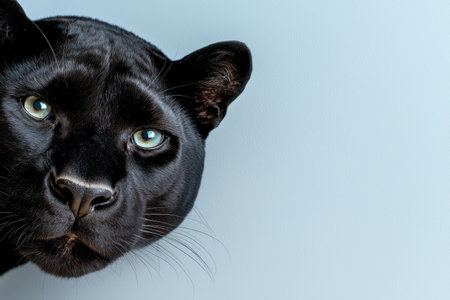 Close-up of a black panther's faceの素材
