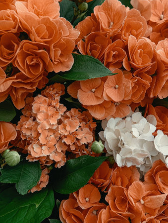 Close-up of orange and white hydrangeasの素材