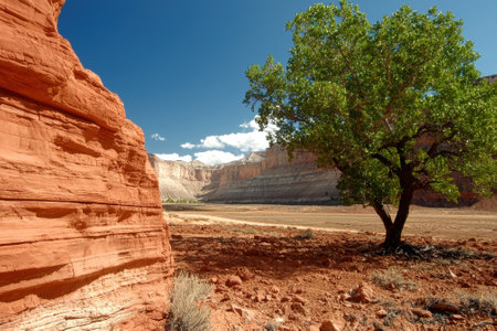 A lone tree stands in a desert canyon landscapeの素材