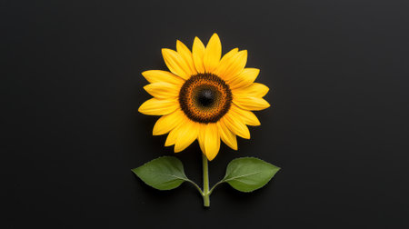 Single sunflower on black backgroundの素材