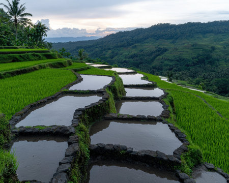Stunning view of rice terraces in lush green valleyの素材
