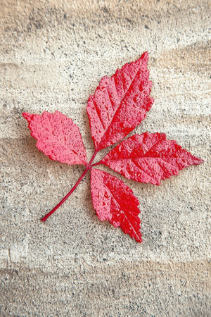 Red leaf on textured surfaceの素材