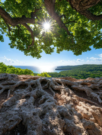 Sun shining through the branches of a large tree overlooking the oceanの素材