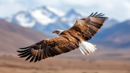 Adult Bald Eagle (Haliaeetus leucocephalus) in flight with mountains in the backgroundの素材