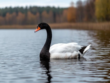 Black-necked swan swimming in a calm lakeの素材