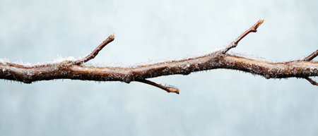 Frozen branch with ice crystals on a winter dayの素材